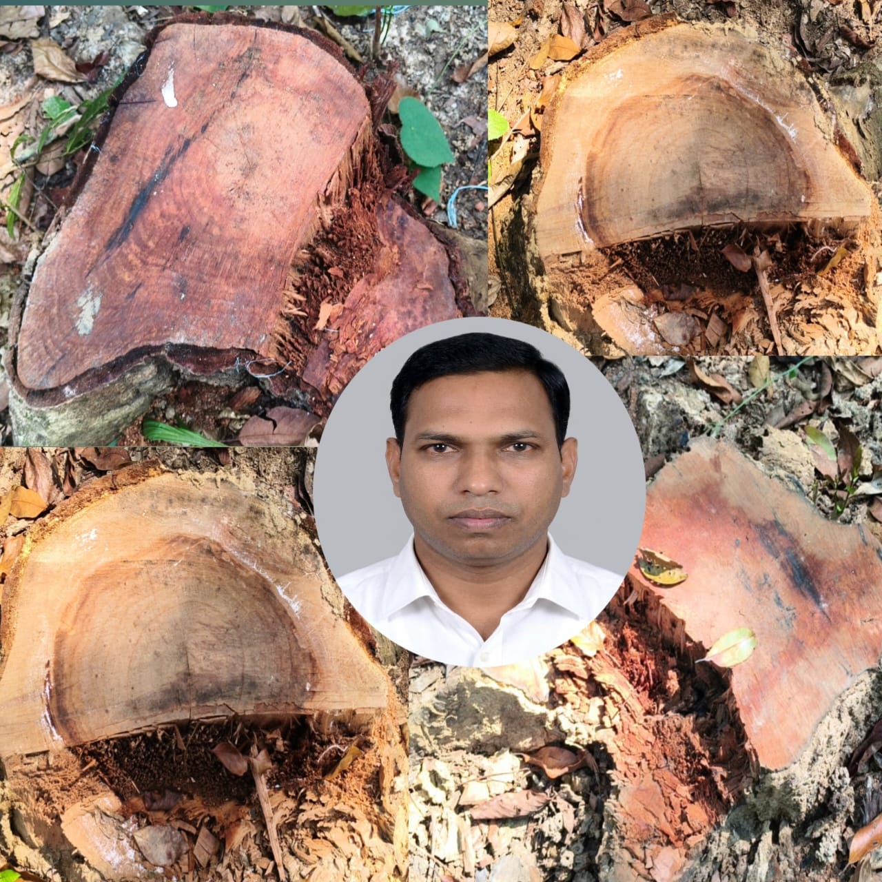 প্রধান শিক্ষকের বিরুদ্ধে গাছ বিক্রির অভিযোগ